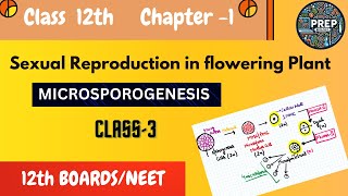 Class 12th Biology  Ch  1  Lec 3  Microsporogenesis EN [upl. by Elva593]