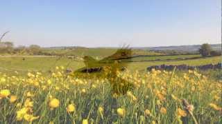 Ralph Vaughan Williams  The Lark Ascending [upl. by Greerson885]