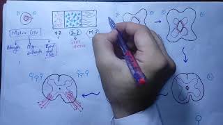 Neuronantomy Chapter 18Development of spinal cord part 1embryologycnsembryologyneurologymbbs [upl. by Aitam]