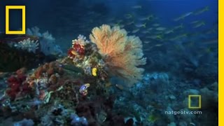 Great Barrier Reef  Exploring Oceans [upl. by Erma8]