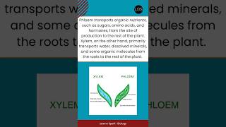 Difference Between Phloem and Xylem Tissue Class 10 Biology  Life Processes [upl. by Niemad229]