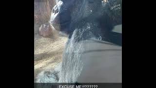 GORILLA SHOWING MIDDLE FINGER WHILE ASKING quotEXCUSE MEquot [upl. by Onavlis]