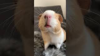 Baby guinea pig loudest scream ever [upl. by Thibaut395]