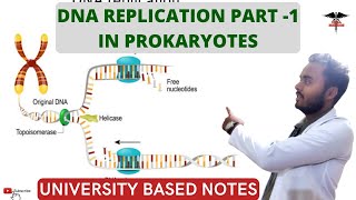 DNA Replication  part 1 In prokaryotes [upl. by Llerral]