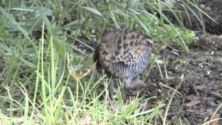 Buffbanded Rail [upl. by Vittoria]