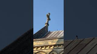 A Peregrine and a magpie chatting on the rooftop londonwildlife [upl. by Ennairb]