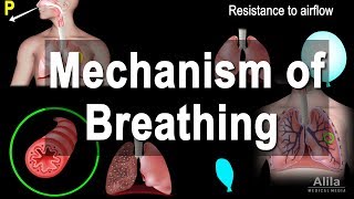 Mechanism of Breathing Animation [upl. by Alberik]