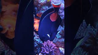 Achilles Tang Acanthurus achilles working on the reef secretcoralsociety marineaquarium [upl. by Lassiter493]