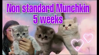 Non Standard MUNCHKIN  5 weeks Munchkin x British ShortHair [upl. by Nortyad]