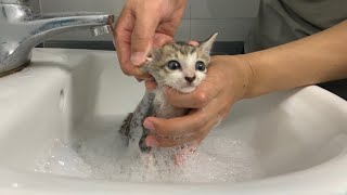 First time bathing the rescued kitten everything went smoothly [upl. by Manda]