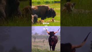 bison vs bull animals wildanimals killer hunting film ultimate [upl. by Aicek544]