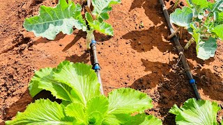 Drip irrigation for a resilient future [upl. by Eisen399]