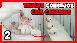 Los MEJORES TRUCOS para CRIAR CANARIOS 🐤 COMO CRIAR CANARIOS muy FÁCIL  CRIA DE CANARIOS 2 [upl. by Brainard]