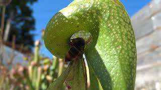 Darlingtonia californica Cobra lily atrapando una avispa velutina [upl. by Belicia]