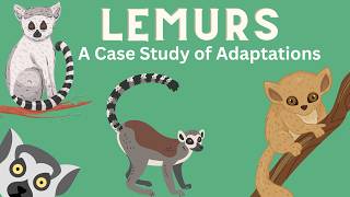 Lemurs A Case Study of Adaptations [upl. by Swope]