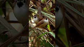 Yelloweyed Babbler Chitwan National Park NepalApril 2024 [upl. by Einwat]