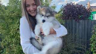 Meet Our New Alaskan Malamute Puppy Cutest Little Fluff EVER [upl. by Charita]