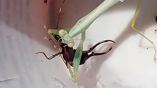 White mantisleptomantella sp hunting an earwig [upl. by Oesile]