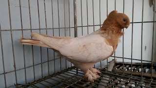 Yellow Blondinette Pigeon  Fancy Pet [upl. by Hart]