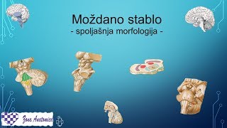 Centralni Nervni Sistem  3 Spoljasnja morfologija mozdanog stabla [upl. by Shaff521]