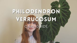 How to care for a Philodendron Verrucosum [upl. by Buchanan306]