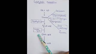 75 CARBOHYDRATE METABOLISM biology education pharmacy biochemic science [upl. by Sitnik243]