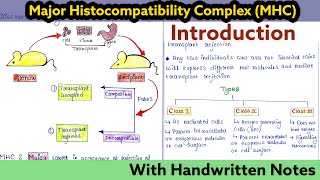 Major Histocompatibility Complex MHC  Introduction I Immunology Lecture 23 [upl. by Larimor]