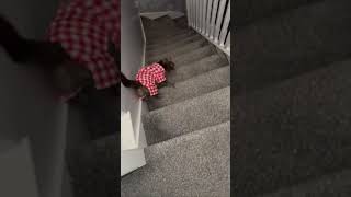 Cat slips on stairs before recovering [upl. by Olmstead]