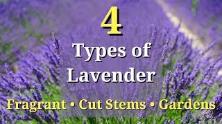 4 Types of Lavender Plants [upl. by Alber]