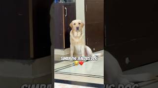 Bhaiya bas Simba ko Pyaar Kre🥰❤️ vlog labradorlovers ytshorts dogshorts minivlog [upl. by Enneyehc711]