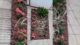 Implantação de jardim com Tuias limão cicas mini ixoras e liriopes [upl. by Liarret298]