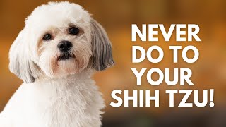 5 Things You Must Never Do to Your Shih Tzu Dog [upl. by Ridglee]