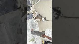 Owners Imprison Husky Pup In CHAINS ‼️ Good Samaritan Kickstarts Rescue Mission STORY BELOW [upl. by Lynnelle113]