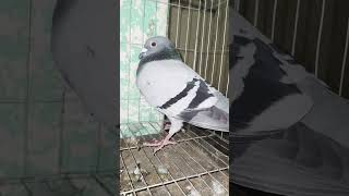 Highflyer racer pigeon [upl. by Hum]