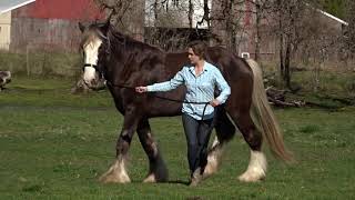 Deerinwater Silver Tesoro Hytyme Drum Horse Stallion Sly TGCA Virtual Video [upl. by Ecnaret]