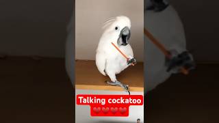 Bird of paradise care  Cockatoo Care The Essentials You NEED to Know [upl. by Susejedesoj]