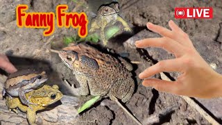 Funny first look at the frog  Catching a frog wants to laugh  Catch a frog for fun funny frog [upl. by Ecinreb223]