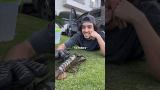 SALVE UNA LANGOSTA😂AHORA ES MI NUEVA MASCOTA🦞 [upl. by Llenreb280]