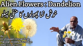 Dandelion Flowers And Ecosystem  Dandelion An Alien Plant  Dandelion Advantages Disadvantages [upl. by Aicenra]