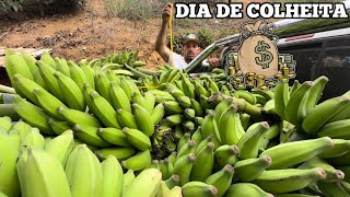 PLANTAÃ‡ÃƒO DE BANANA NO INTERIOR DE MINAS HOJE FOI DIA DE COLHEITA [upl. by Kahlil]