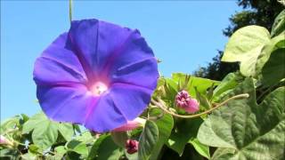 CORRIOLA Flor Convolvulus  Arvensis [upl. by Goodson]