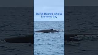 Bairds Beaked Whales in Monterey Bay [upl. by Issim]