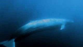 Northeast Pacific Blue Whale Call [upl. by Yusem]