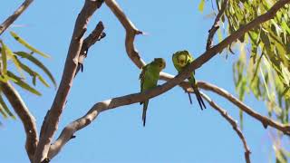 Budgerigars in the Wild [upl. by Ytineres]