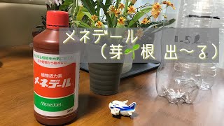 10月 コメント欄から…メネデール🌱の使い方 メネデール150倍液の作り方 注意点など [upl. by Yecal]