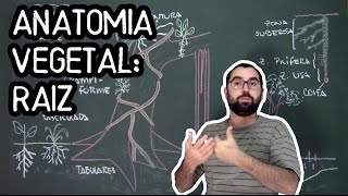 Organologia da Raiz Anatomia  Aula 15 Botânica Prof Guilherme [upl. by Fadas]