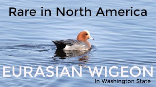 Eurasian Wigeon in Washington State • Rare Duck in North America • Nikon Coolpix P1000 [upl. by Adrial835]