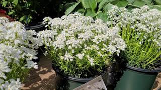 Iberis Snowsation Candytuft  SWEET Early and EASY Low Growing Carpets of Perennial COLOR [upl. by Rosa]