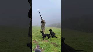 hunting sighthound dog doghunter doberman shortvideo shorts viralvideo nature animals [upl. by Washington]