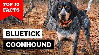 Bluetick Coonhound  Top 10 Facts [upl. by Flip188]